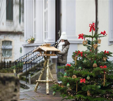 Immergrüne Outdoorstars 