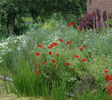 Allgemeine Gartenarbeit im Juni