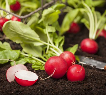Gemüse-, Kräuter- und Obstgarten im Mai