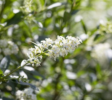 Ziergarten im Februar