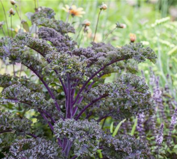 Gemüse-, Kräuter- und Obstgarten im März