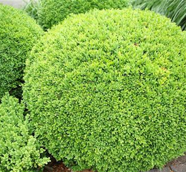 Ziergarten im Mai Ziergarten im Mai