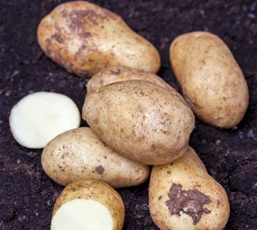 Gemüse-, Kräuter- und Obstgarten im Februar