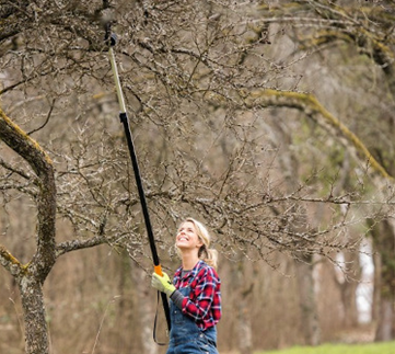 Ratgeber Obstbaumschnitt im Winter