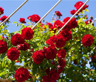 Ziergarten im Juni