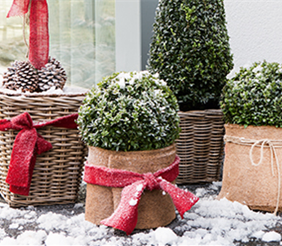 Allgemeine Gartenarbeit im Januar