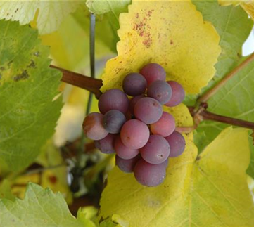 Gemüse-, Kräuter- und Obstgarten im Dezember