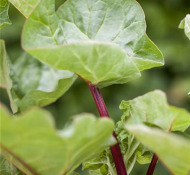 Gemüse-, Kräuter- und Obstgarten im Oktober Gemüse-, Kräuter- und Obstgarten im Oktober