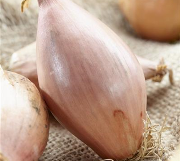 Gemüse-, Kräuter- und Obstgarten im Juli