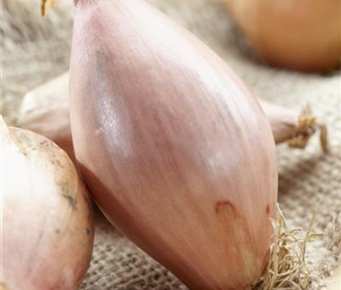 Gemüse-, Kräuter- und Obstgarten im Juli
