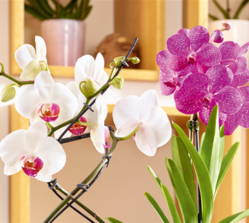 Tropischer Winter zuhause