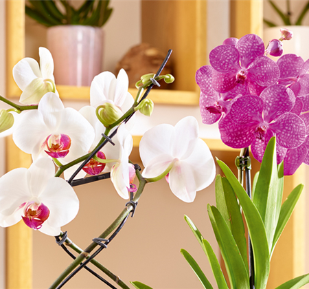 Tropischer Winter zuhause