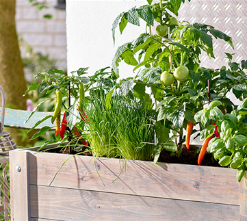 Bunter Gemüse- und Naschgarten 