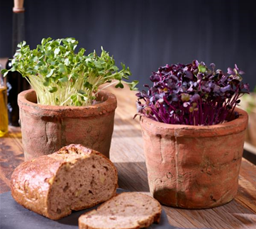 Erste Gemüse-Aussaat