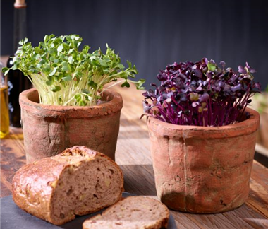 Erste Gemüse-Aussaat