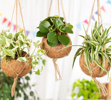 Moderne Frühjahres-Dekoration – Kokedama der Trend aus Japan