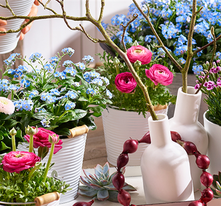 Holi-Festival im Garten