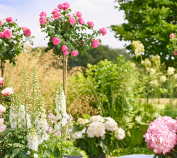 Rosen und Sommerstauden